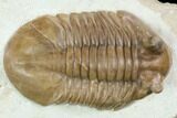 Huge, Asaphus Cornutus Trilobite - Russia #126128-1